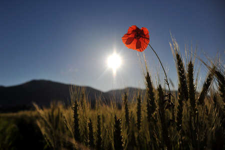 Poppy on the sunsetの写真素材