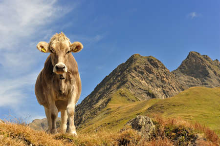 Cow at the feet of the mountains in Switzerlandの写真素材