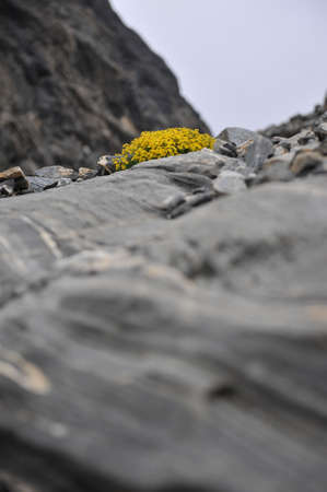 Alpine flowers among the rocksの写真素材