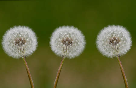 three dandelionsの写真素材