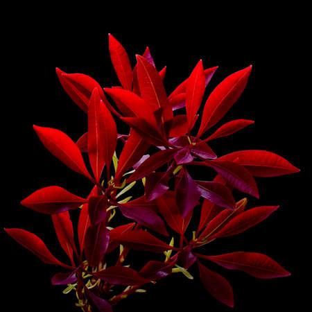 Fraseri photiniaの写真素材