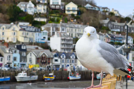 Seagull in the fishing town of Looe Cornwall Englandの写真素材
