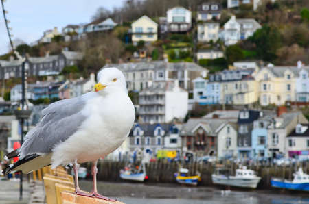 Seagull in the fishing town of Looe Cornwall Englandの写真素材