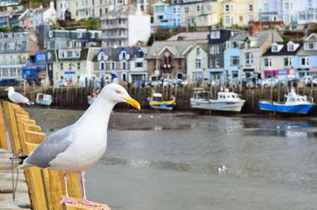 Seagull in the fishing town of Looe Cornwall Englandの写真素材