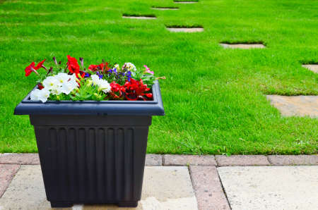 Colourful flower Planters in the gardenの写真素材
