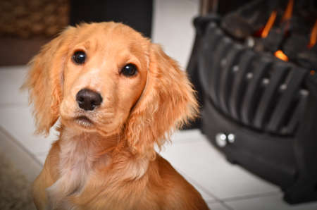 Golden English working Cocker spanielの写真素材