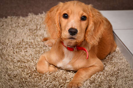 Golden English working Cocker spanielの写真素材