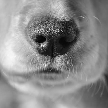 Close up of a cocker spaniels nose processed in black and whiteの写真素材
