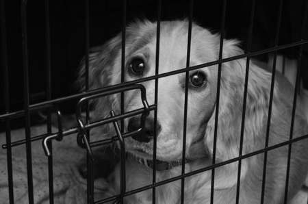 Cocker spaniel pup in her crateの写真素材