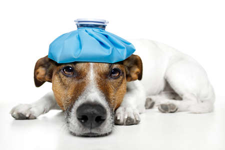 dog feeling sickの写真素材