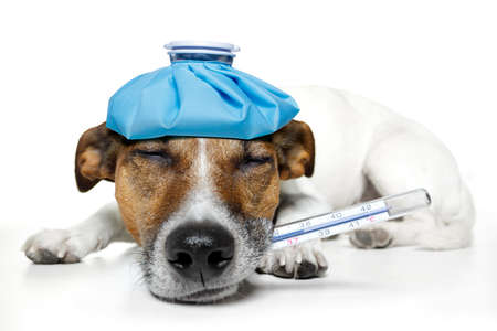 dog feeling sick dog feeling sick