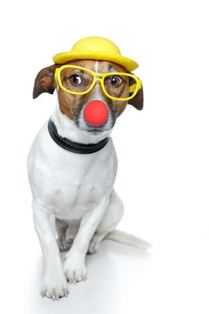 dog with red nose and yellow hatの写真素材