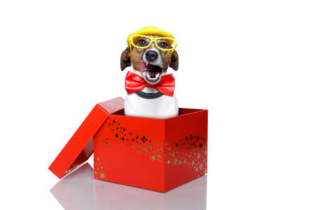 dog in a red boxの写真素材