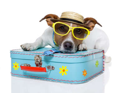 dog dressed up as a touristの写真素材