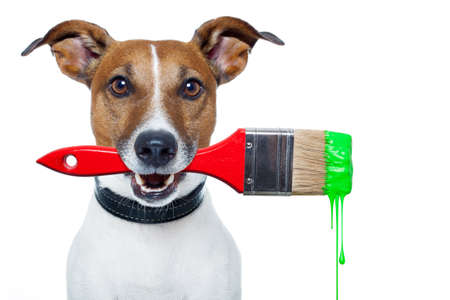 dog with a brush and green colorの写真素材