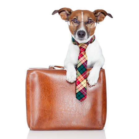 dog with leather bagの写真素材