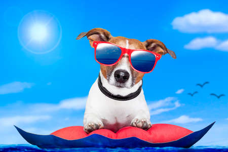 dog on a mattress on the ocean の写真素材