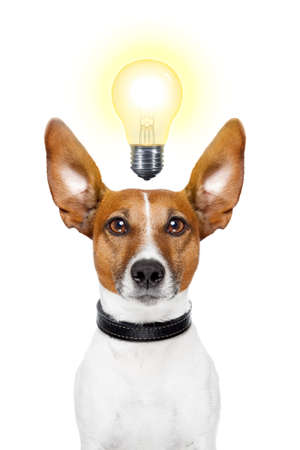 Dog having  great ideas showing a glowing lightbulbの写真素材