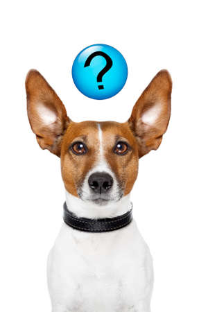 Dog asking  with a question mark on topの写真素材