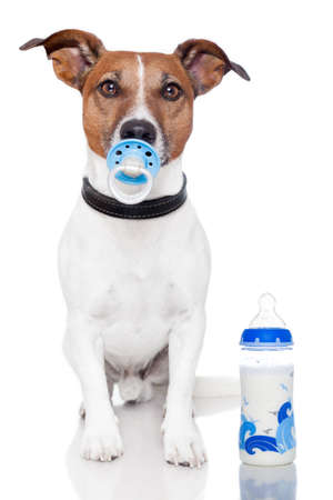 dog as baby with milk bottle and pacifierの写真素材