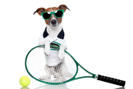 tennis dog with racket and glassesの写真素材