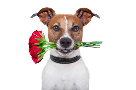 dog holding a bunch of  red rosesの写真素材