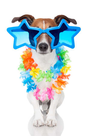 gay dog with glassesの写真素材