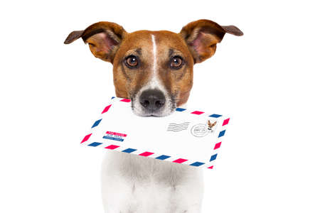 dog with glasses delivering air mail envelope with stampの写真素材
