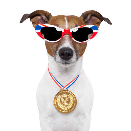 sports competition dog with the great britain flagの写真素材