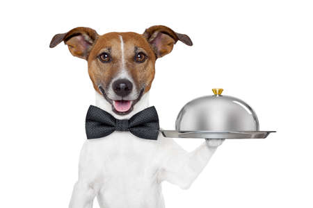 dog holding service tray and coverの写真素材