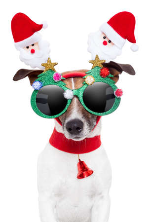xmas dog with funny sunglassesの写真素材