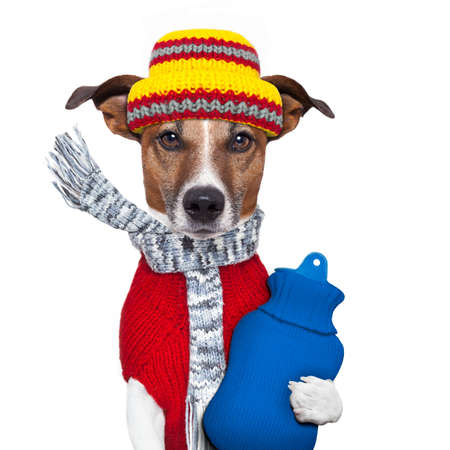 winter dog scarf hat wool winter dog scarf hat wool