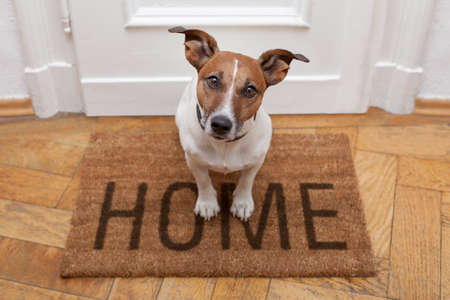 dog welcome home on brown matの写真素材