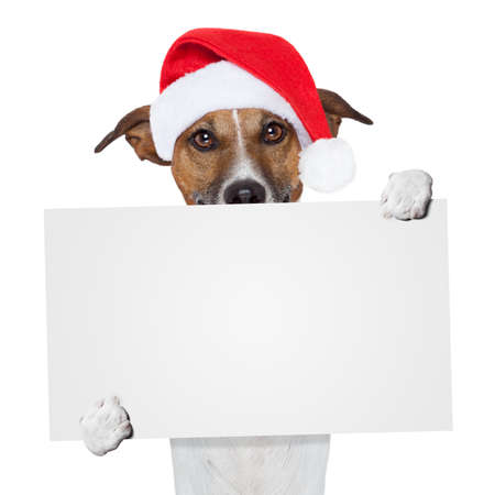 christmas banner placeholder dogの写真素材