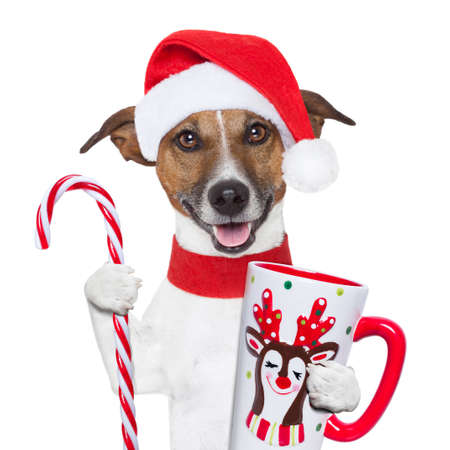 santa claus dog with sugar cane and cupの写真素材