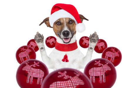 christmas dog with santa hat and balls aroundの写真素材