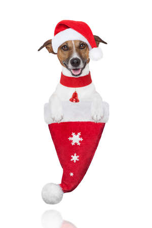 santa christmas dog in a hat with snow flakesの写真素材