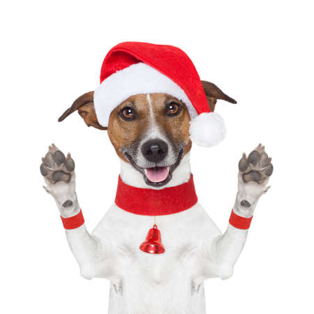 hello goodbye high five christmas  dog with paws upの写真素材