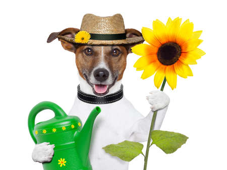 gardener dog with a big sunflower and a canの写真素材