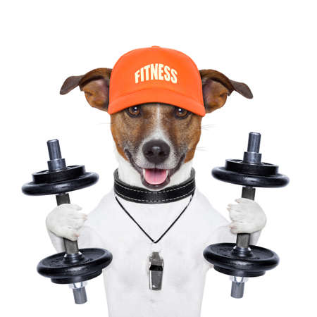 dog training with dumbbells and a whistleの写真素材