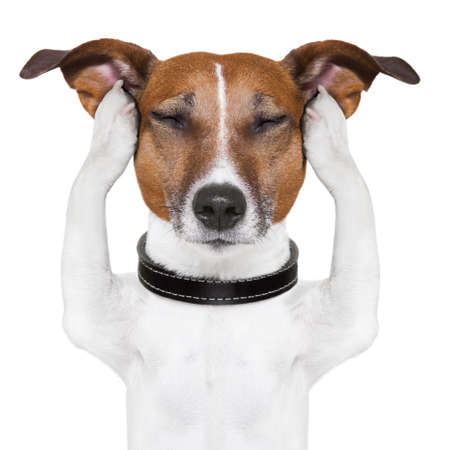 dog meditates with closed eyes and earsの写真素材