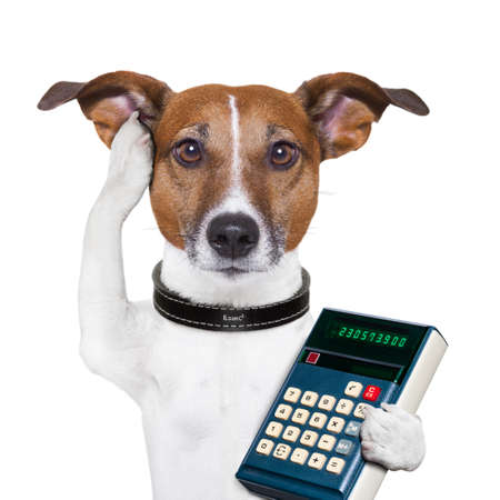 dog accountant thinking and calculating with calculatorの写真素材