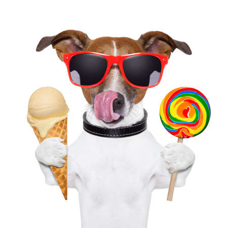 dog licking with ice cream and lollyの写真素材