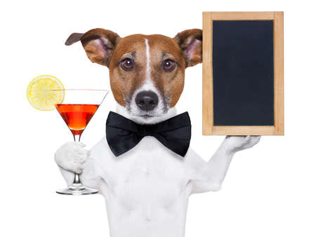 funny dog with a cocktail holding a   blank blackboardの写真素材