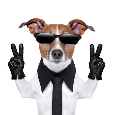 cool dog with peace fingers in black leather glovesの写真素材