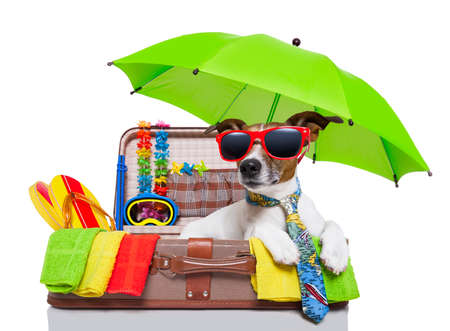 summer vacation dog in bag full of holiday items summer vacation dog in bag full of holiday items