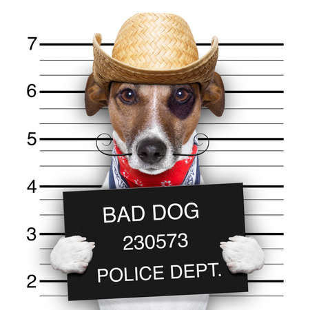 mugshot of a mexican very bad dogの写真素材