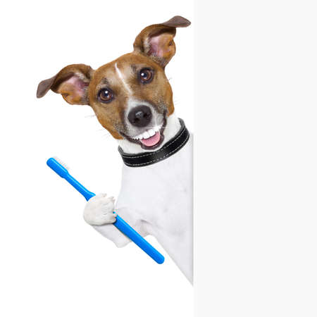 dog with big white teeth with  a toothbrush behind banner placardの写真素材