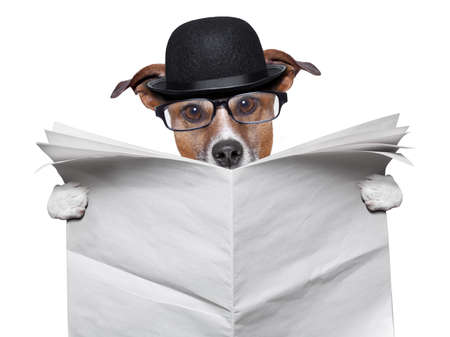 British dog reading a big blank newspaperの写真素材