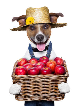 happy farmer dog holding a  basket full of organic healthy applesの写真素材
